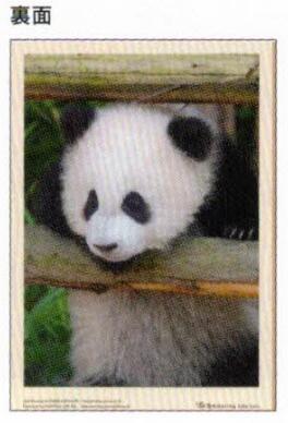 Panda 2026 B6 soft cover notebook Ohirune