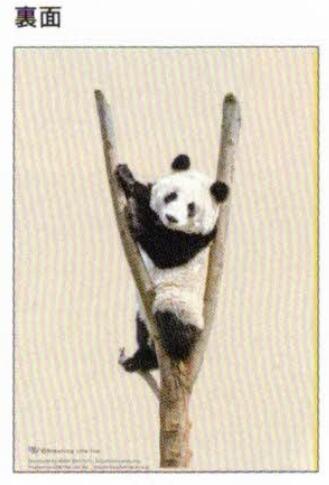 Panda 2026 B6 soft cover planner Tree climbing