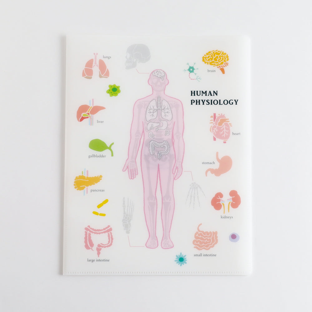STUDY HOLIC A4 Clear Book File <Human Biology> ST-247