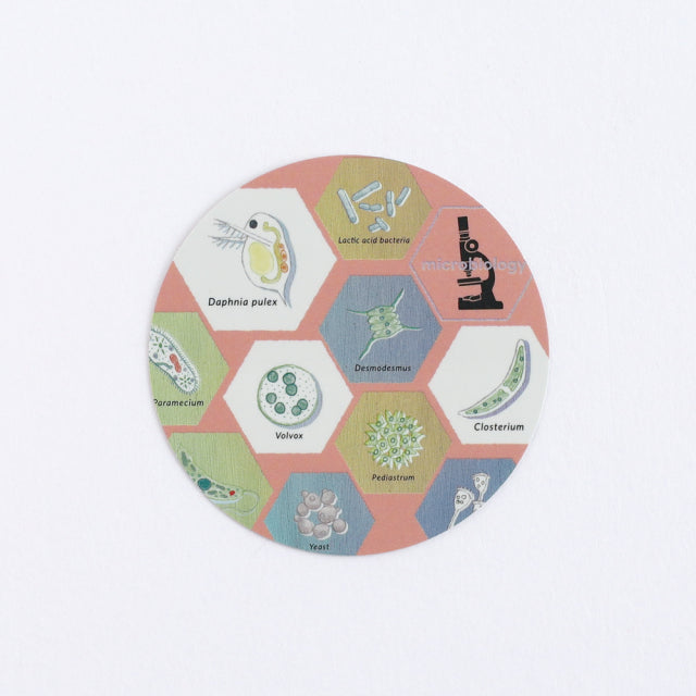 Green Flash STUDY HOLIC Aurora Stickers