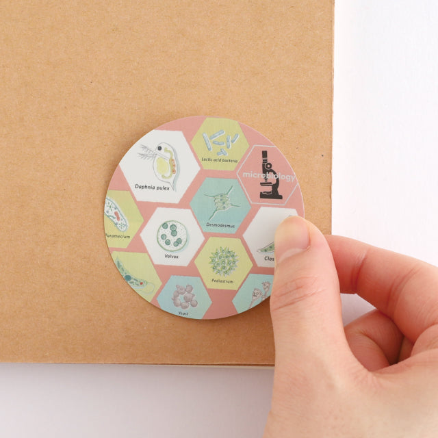 Green Flash STUDY HOLIC Aurora Stickers