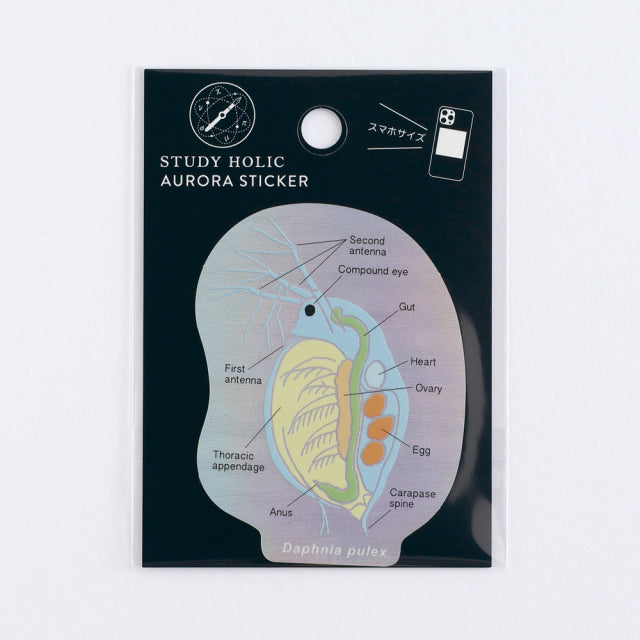 Green Flash STUDY HOLIC Aurora Stickers