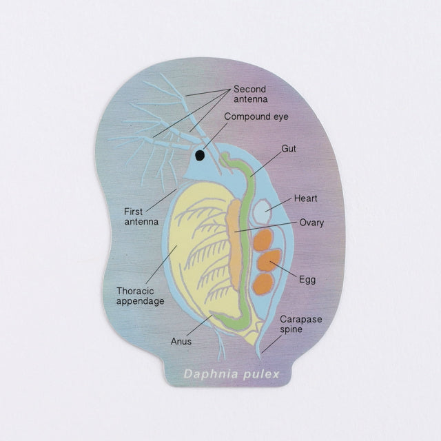 Green Flash STUDY HOLIC Aurora Stickers