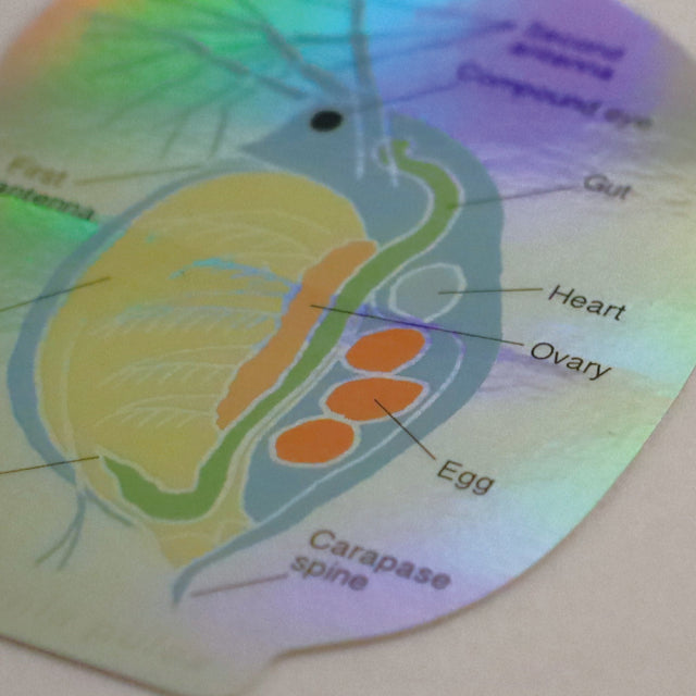 Green Flash STUDY HOLIC Aurora Stickers