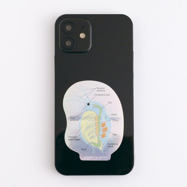 Green Flash STUDY HOLIC Aurora Stickers