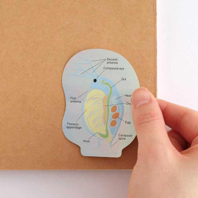 Green Flash STUDY HOLIC Aurora Stickers