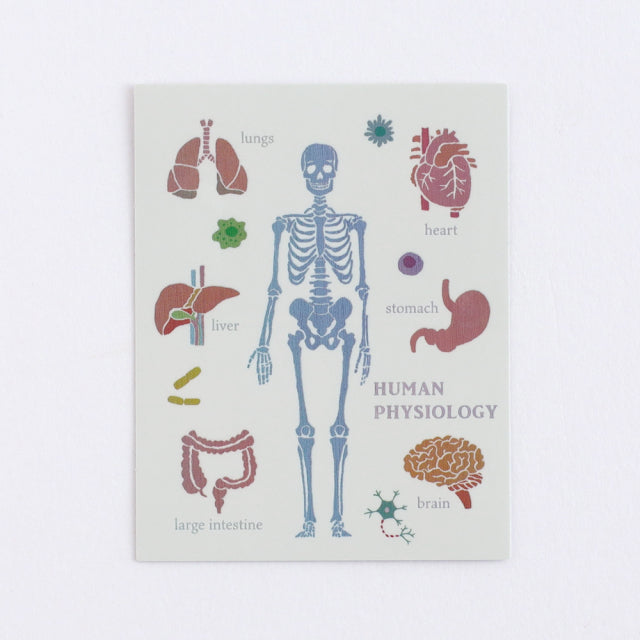 Green Flash STUDY HOLIC Aurora Stickers