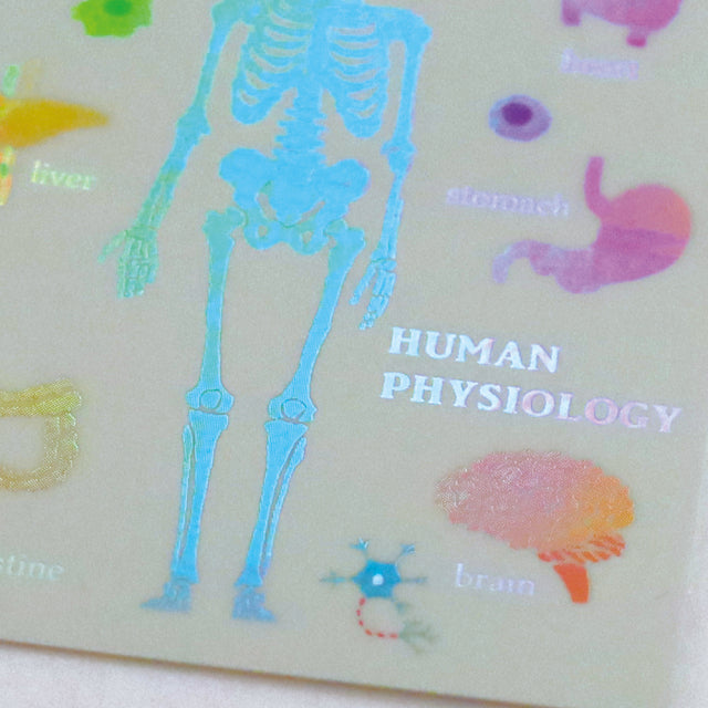 Green Flash STUDY HOLIC Aurora Stickers