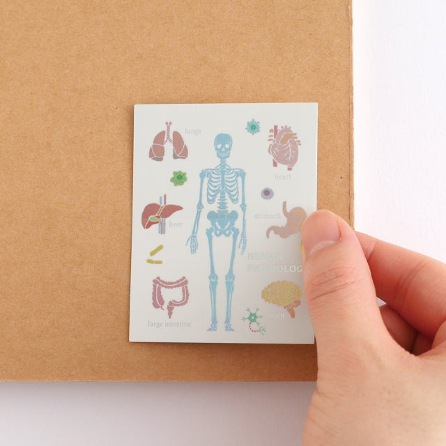 Green Flash STUDY HOLIC Aurora Stickers