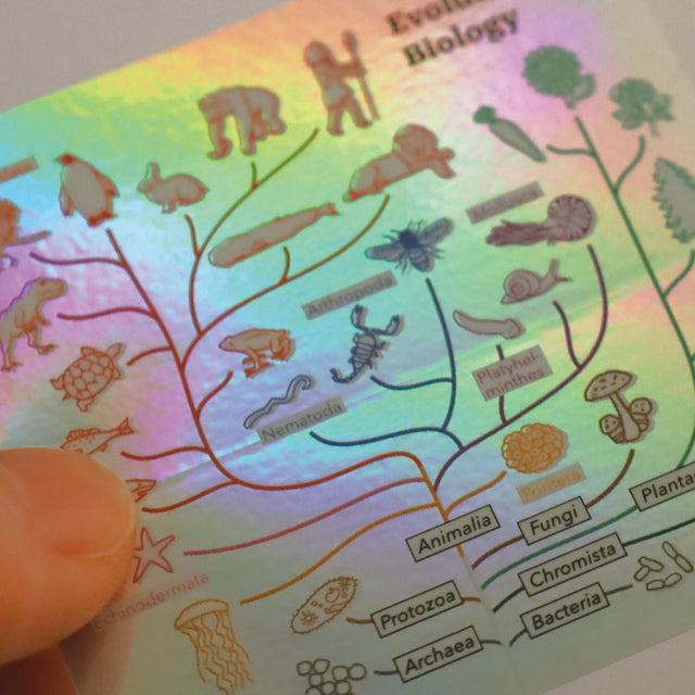 Green Flash STUDY HOLIC Aurora Stickers