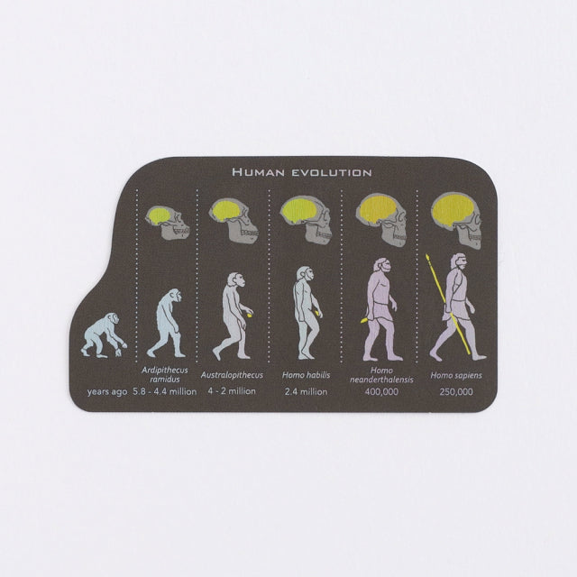 Green Flash STUDY HOLIC Aurora Stickers