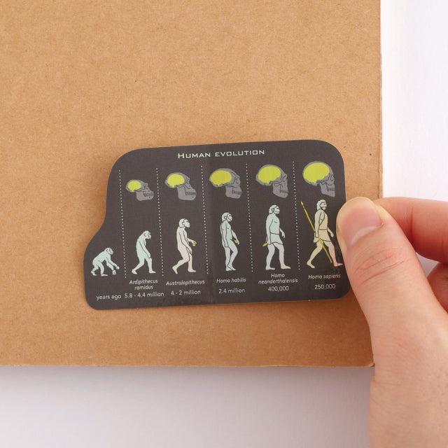 Green Flash STUDY HOLIC Aurora Stickers