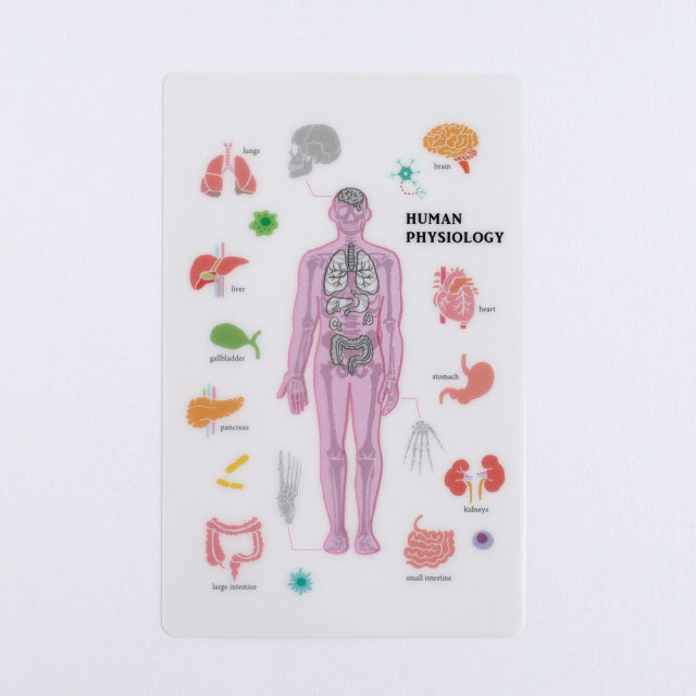 Green Flash STUDY HOLIC Clear Book Mark