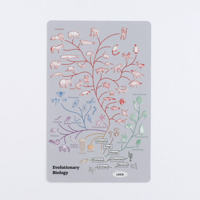 Green Flash STUDY HOLIC Clear Book Mark