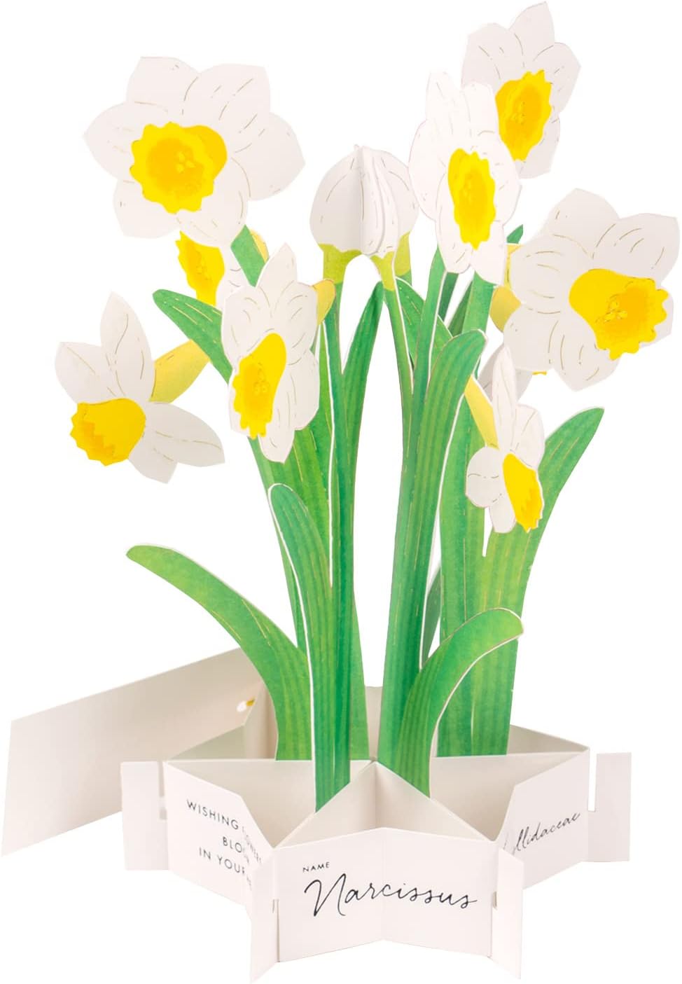 Greeting Life Birthday Blooming Card Daffodil KE-38