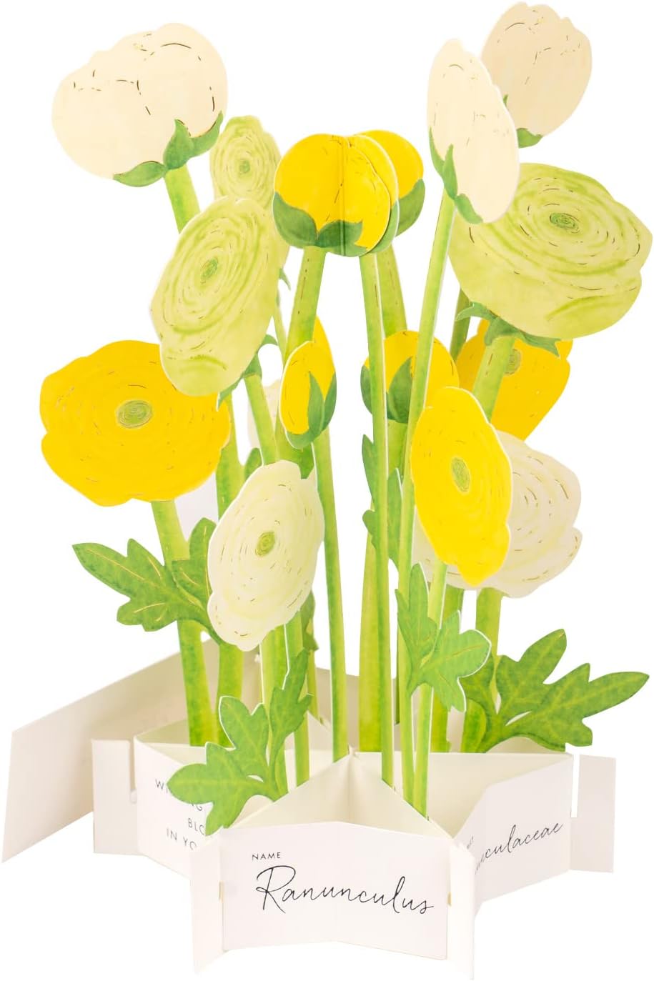 Greeting Life Birthday Blooming Card Ranunculus KE-39