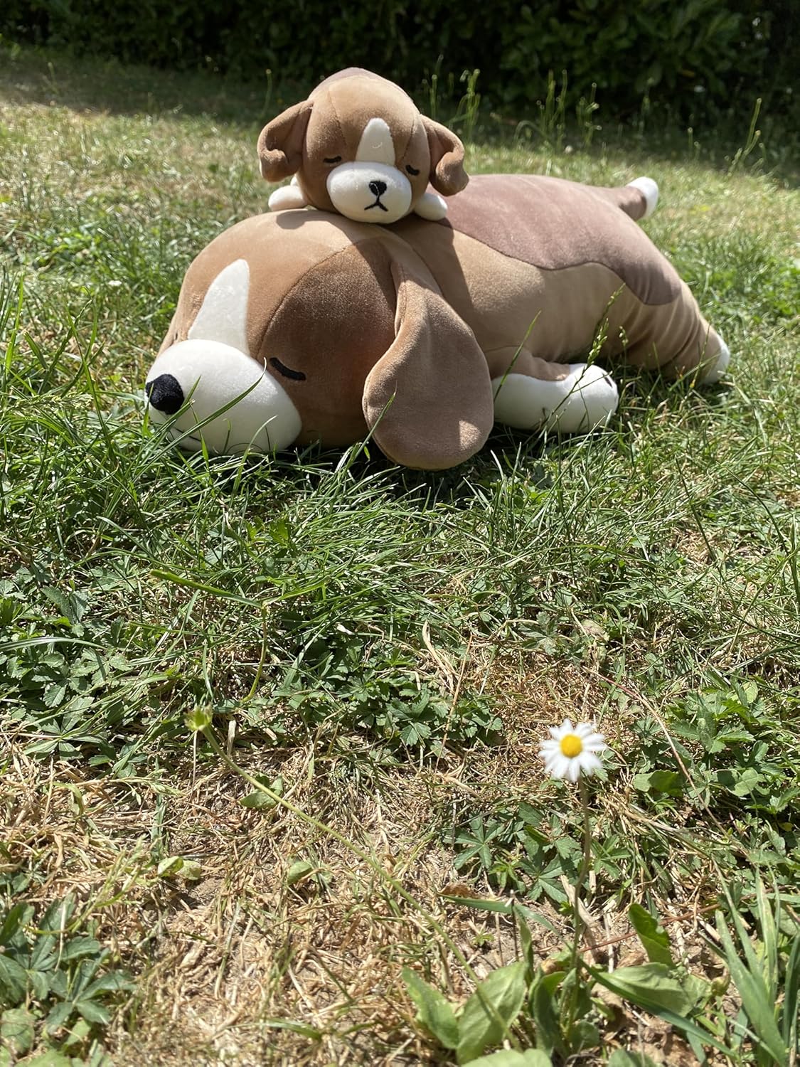 LIV HEART Nemu Nemu Animals body pillow M Beagle 48904-37