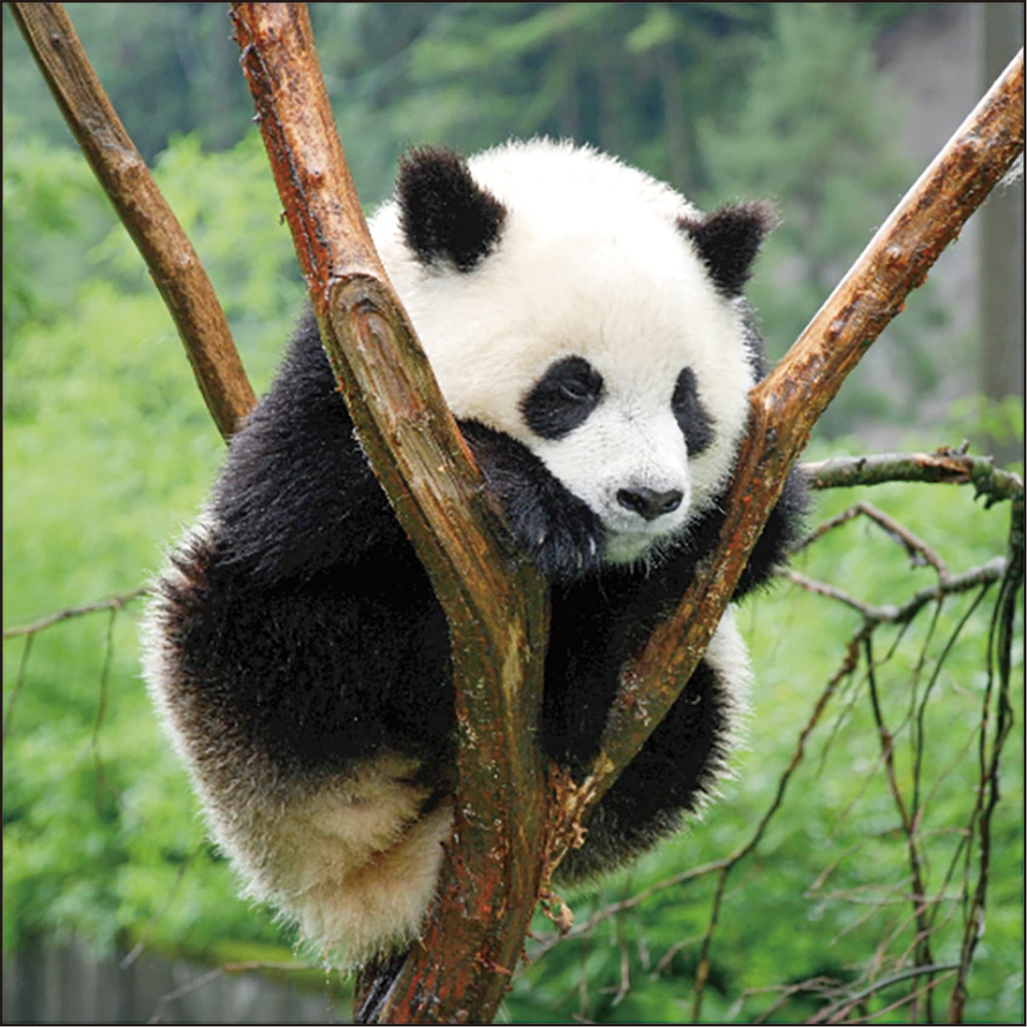 2026 Panda Wall Calendar