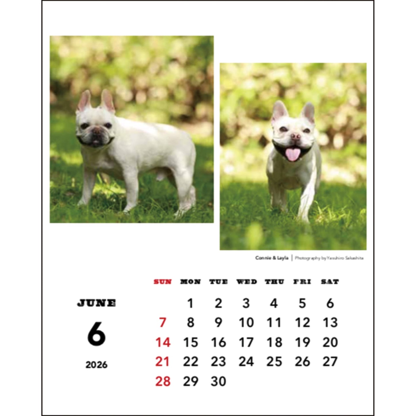 2026 Desk Calendar by Natsuhiko Family/Yasuhiro Sakashita
