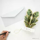 Greeting Life Birthday Blooming Card Ficus Artesima KE-51