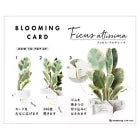 Greeting Life Birthday Blooming Card Ficus Artesima KE-51