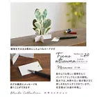 Greeting Life Birthday Blooming Card Ficus Artesima KE-51