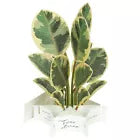 Greeting Life Birthday Blooming Card Ficus Artesima KE-51