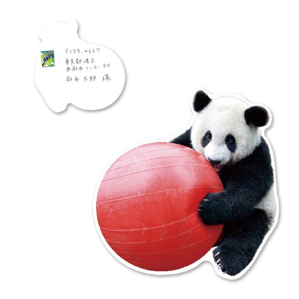 Greeting Life Panda Postcard PCF-69