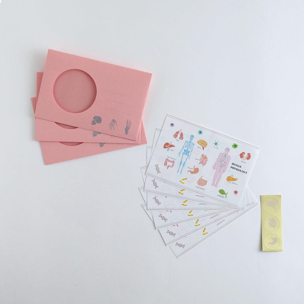 STUDY HOLIC Letter Set <Human Biology> ST-262