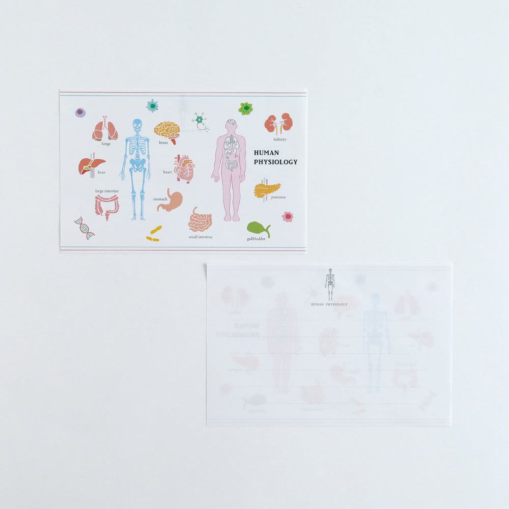 STUDY HOLIC Letter Set <Human Biology> ST-262