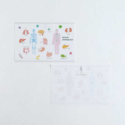 STUDY HOLIC Letter Set <Human Biology> ST-262