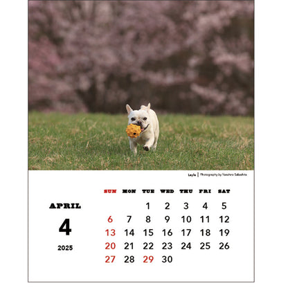 Greeting Life Desktop Calendar 2025 C-1606-NA