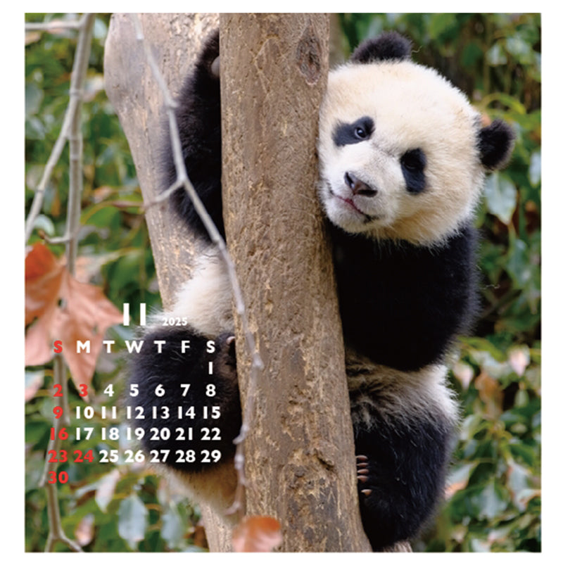 Greeting Life Desktop Calendar 2025 C-1612-PA