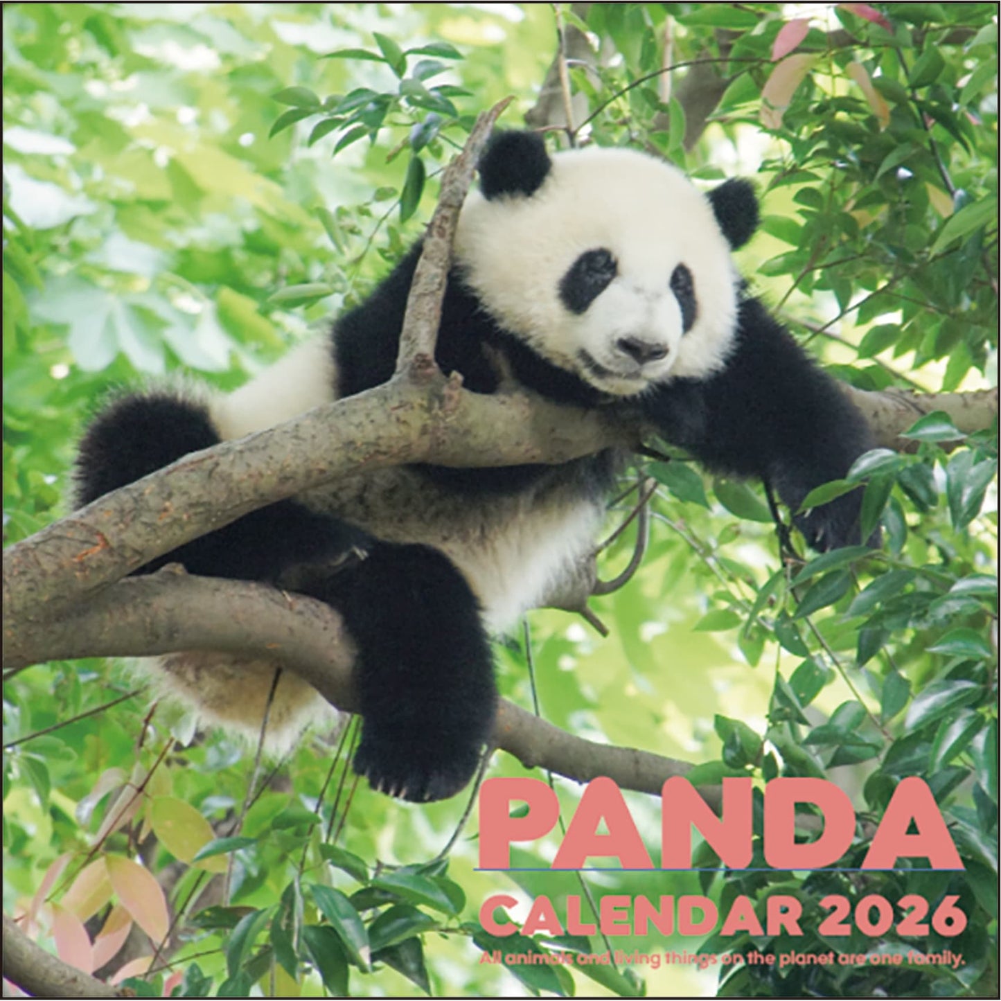 2026 Panda Wall Calendar