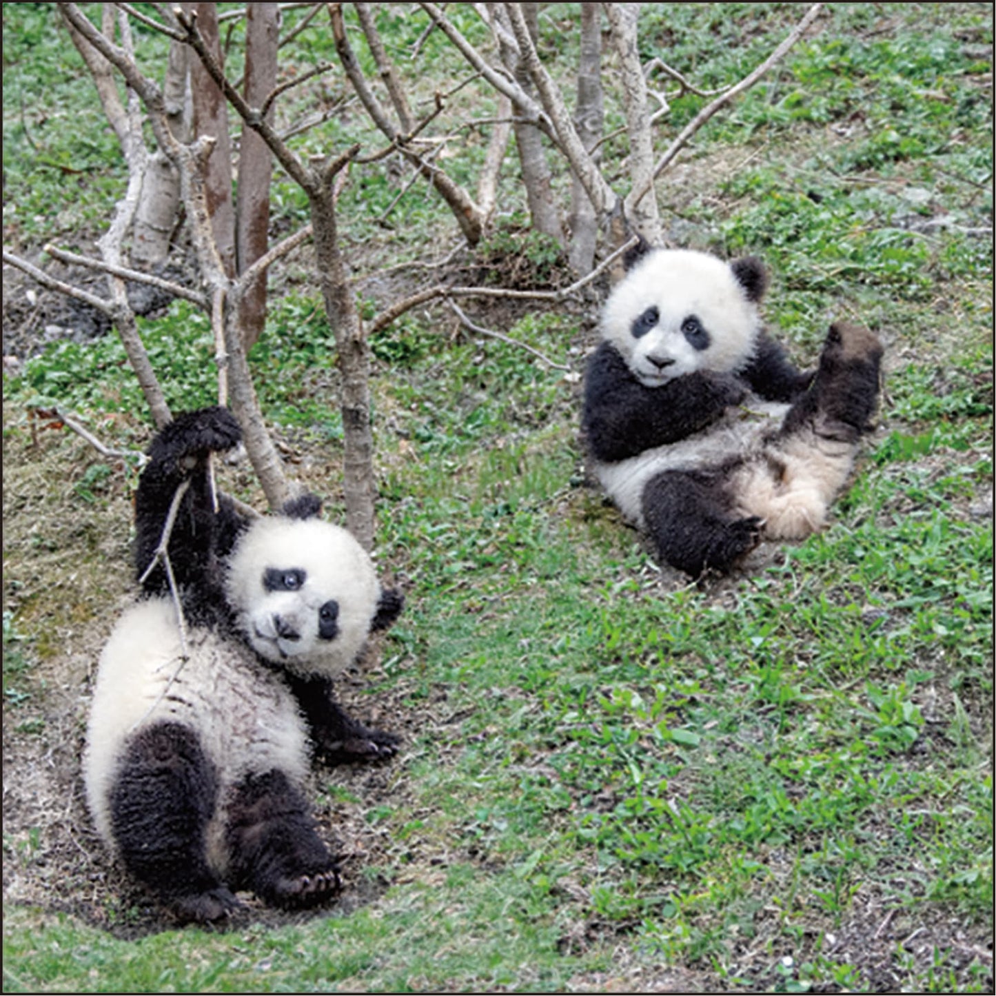 2026 Panda Wall Calendar