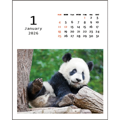 2026 Desktop Calendar, Panda Kindergarten