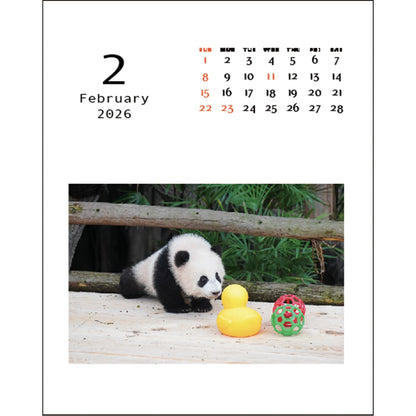 2026 Desktop Calendar, Panda Kindergarten