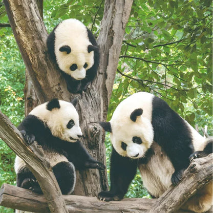 2027 LP Calendar - Panda