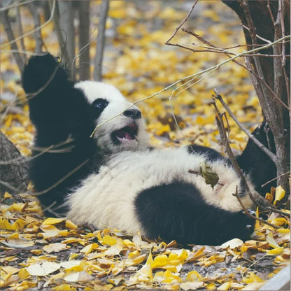 2027 LP Calendar - Panda