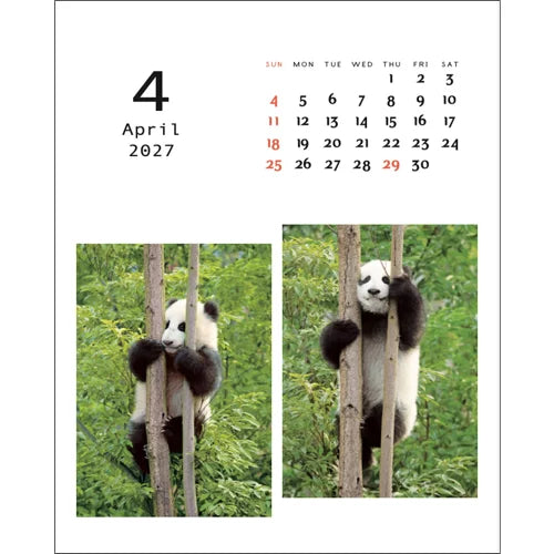 2027 Desk Calendar - Panda Kindergarten