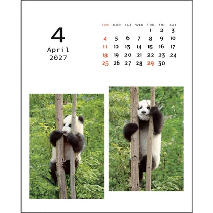 2027 Desk Calendar - Panda Kindergarten